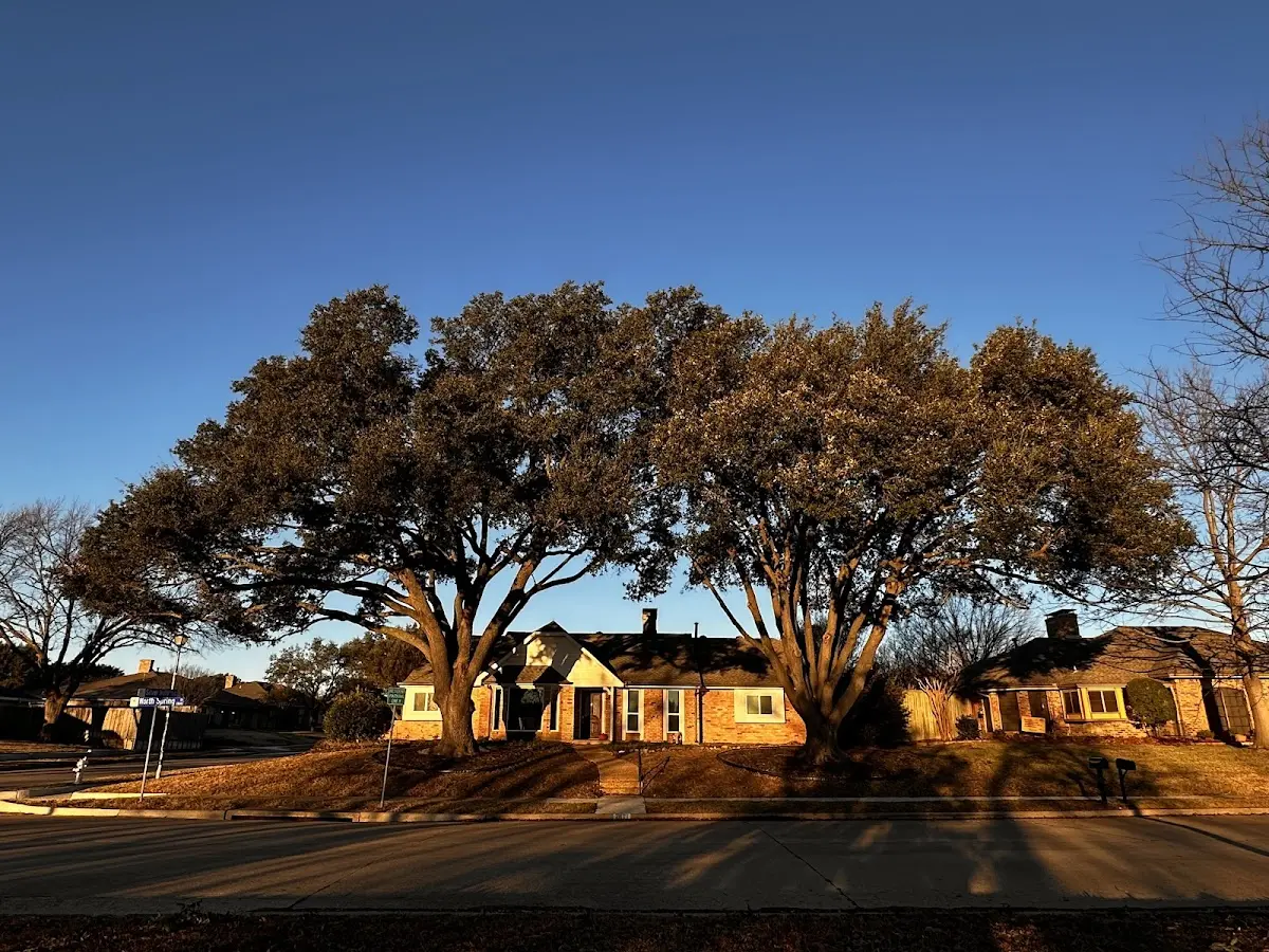 Established residential canopy tree shading a home in Santo Domingo Pueblo